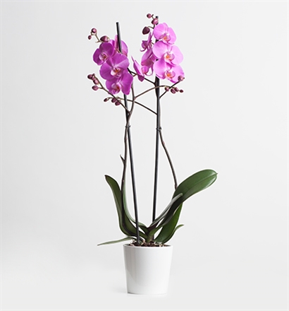 2-dalli-orkide-firsat-urunu